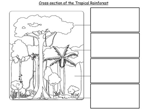 Lesson 2 Cross Section Of The Rainforest Teaching Resources