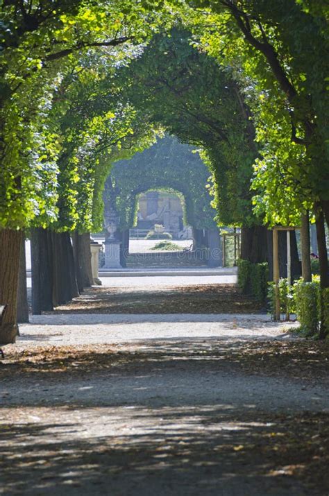 Green Tree Alley Stock Photo Image Of Pathway Rural 28908886