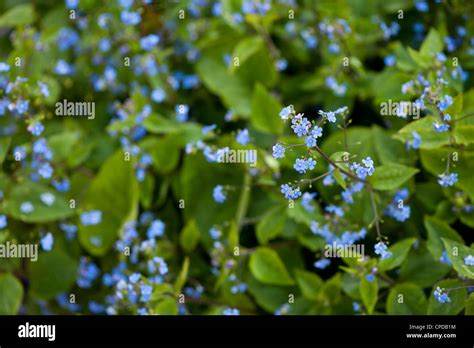 Brunnera Macrophylla Siberian Bugloss Or False Forget Me Not Stock