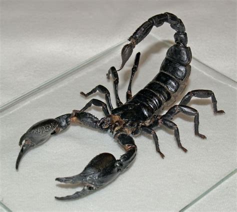 Scorpion Big Animals Scorpion Animal Facts Interesting