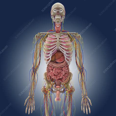 Male Anatomy Artwork Stock Image C0146843 Science Photo Library