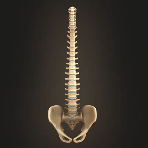 Spine Anatomy Spinal Column 3d Model Turbosquid 1427504
