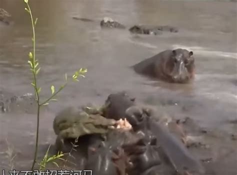 Crocodiles Fall Into Hippo Traps When They Venture Into Hippopotamus