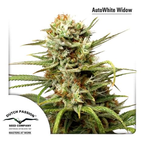 Dutch Passion Auto White Widow 3 Pack Trophy Seeds