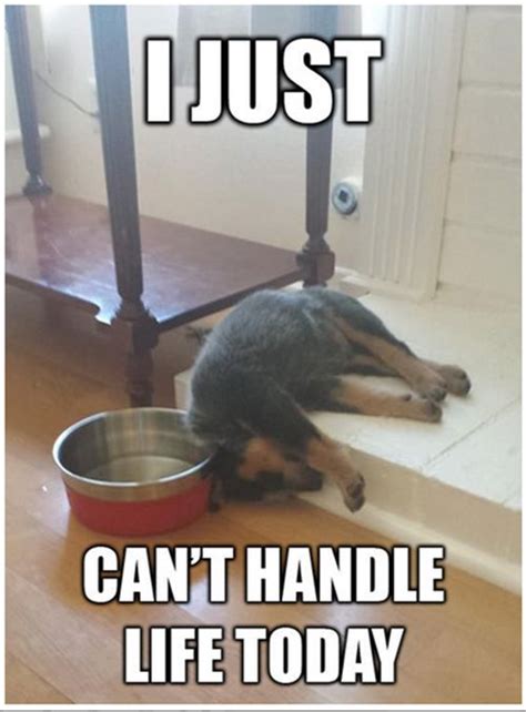 Tired Dog Memes Image Memes At