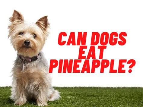 Juice, such as pineapple juice, apple juice or grape juice also work. Can Dogs Have Pineapples? How About Pineapple Juice ...