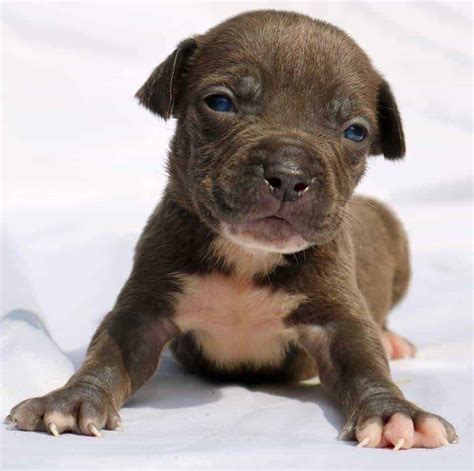 See more ideas about pitbull puppies, pitbull dog, pitbull terrier. XL PITBULL PUPPIES FOR SALE | CHAMPAGNE XXL PITBULL PUPPIES | LILAC PITBULL PUPPIES
