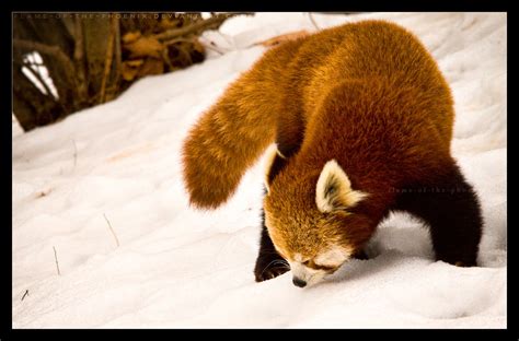 Red Panda Sniff By Flame Of The Phoenix On Deviantart