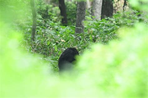 9月13日 1500更新 野幌森林公園におけるヒグマの出没について 北海道博物館