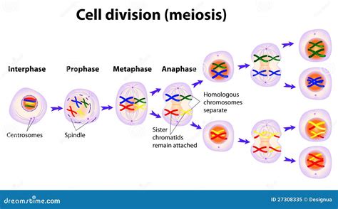 Vector Diagram Of The Meiosis Phases Stock Vector Illustration Of