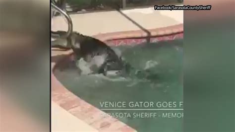 Umm That S Not Suppose To Be There Alligator Found In Bottom Of Florida Pool Abc13 Houston