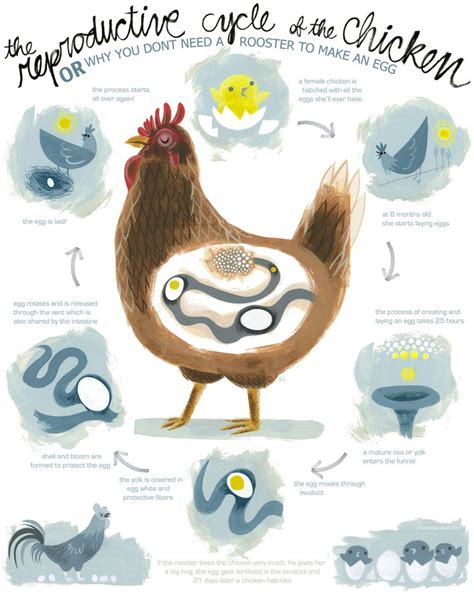 Reproductive Cycle Of The Chicken Poster 30 00 Via Etsy Chicken Poster Chicken Coop