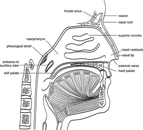 Esistere Servitore Cornovaglia Parts Of The Nose Diagram Fattibile Seguire Mangano