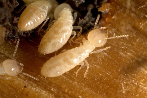 Termite Hierarchy And Exterminating Termite Colonies