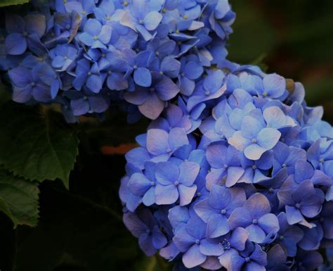 Blue Hydrangea Flowering Free Stock Photo Public Domain Pictures