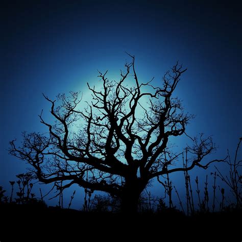 🔥 Free download Dark Tree iPad Retina Wallpaper for iPhone X Free