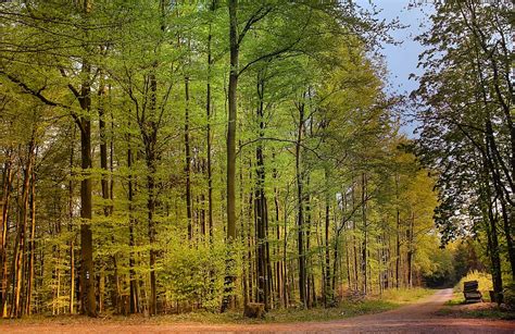 2736x1824px Free Download Hd Wallpaper Wood Nature Landscape