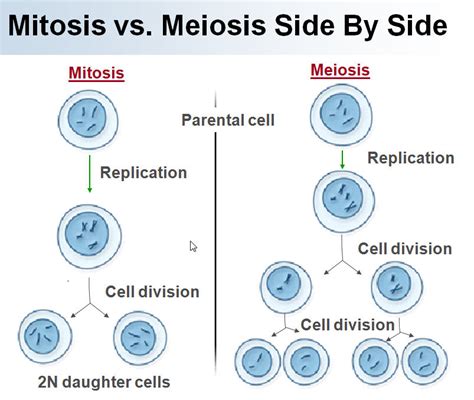 Genetics Mitosis And Meiosis