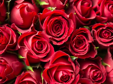 Download Wallpaper Lots Of Red Roses 1600x1200
