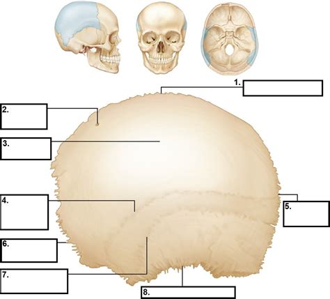 Parietal Bone Diagram Quizlet