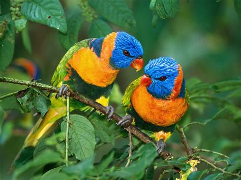Worldimage4u Colorful And Different Types Of Birds For Bird Lovers