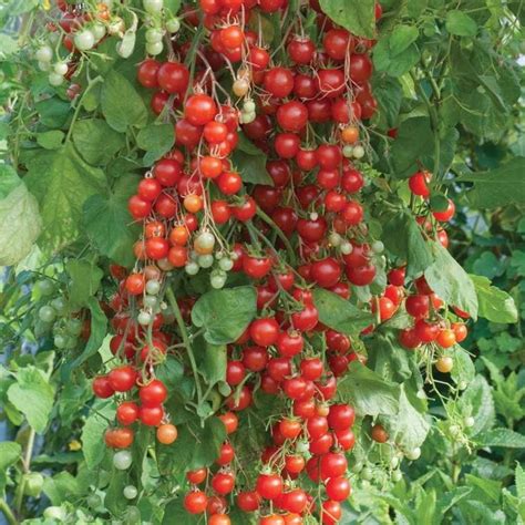 sweet million cherry tomato ★ super sweet ★ 100 50 25 seeds tomato garden tomato seeds