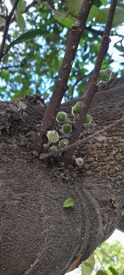 Ficus Coronata Spin Creek Fig World Flora Plntnet Identify
