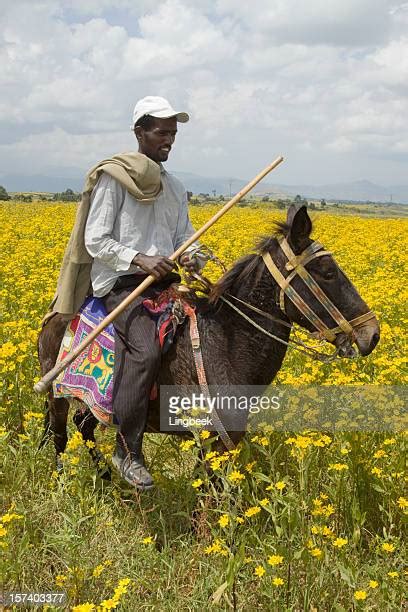 Ethiopian Horses Fotografías E Imágenes De Stock Getty Images