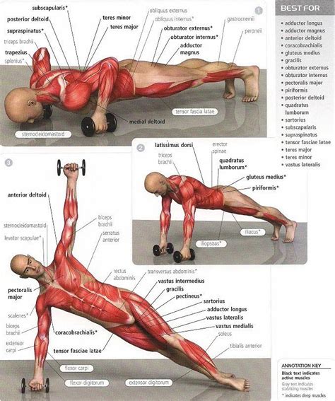 Qué músculos trabajo en cada ejercicio Mundo Entrenamiento Push