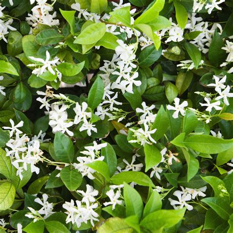 White Potted Jasmine Plant For Sale | Jasmine Star (Fragrant) - Easy To ...