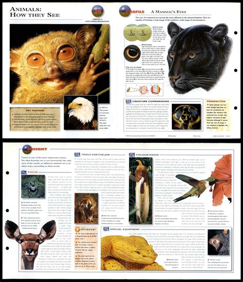 Animals How They See 20 Behaviour Wildlife Explorer Fold Out Card