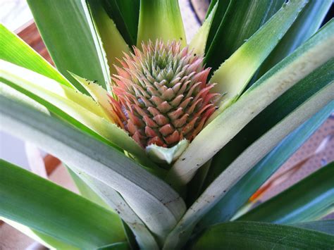 Pineapple Flower Coaxing Your Pineapple To Bloom Pineapple Planting