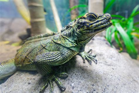 Real Life Dragons Pets That Look Like Mythical Creatures