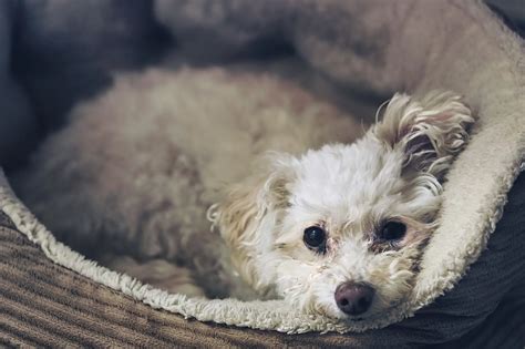 Chihuahua Poodle Mix Breed Profile Size Temperament And More