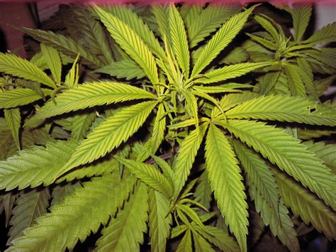 How To Diagnose And Treat Manganese Deficiency In Cannabis