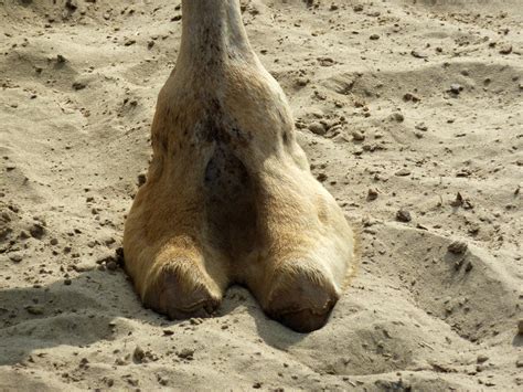 How To Avoid The Dreaded Camel Toe Womens Running