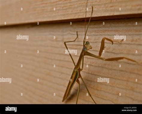 The Longest Insect In The World The Stick Bug Aka Phasmatodea