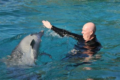 Dolphin Encounter Picture Of Pet Porpoise Pool Dolphin Marine Magic