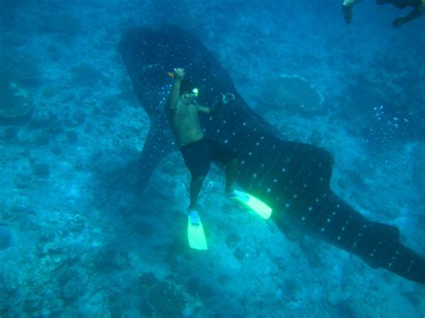 Diving Maldives 2009 Whale Shark Christian Jensen Flickr