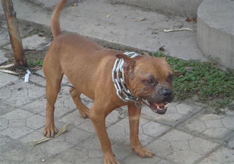 4,265 likes · 69 talking about this · 635 were here. 比特犬_图片_互动百科