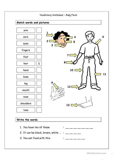 Kids will enjoy doing this body themed worksheet. Vocabulary Matching Worksheet - Body Parts (1) worksheet ...