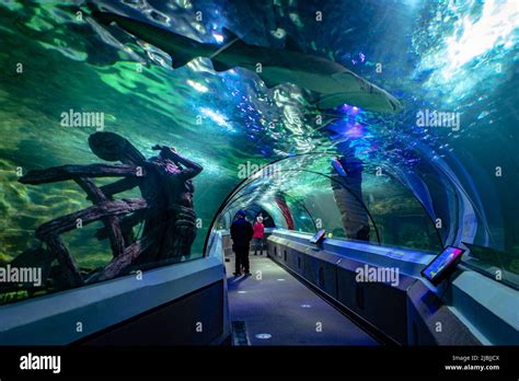 Mooloolaba Queensland Australia Underwater Tunnel In Sea Life