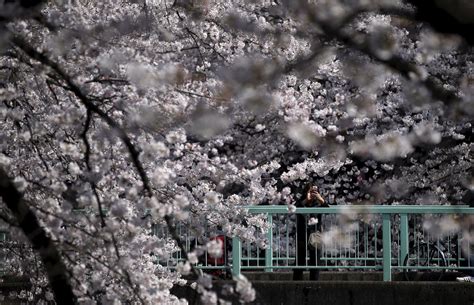 Photos This Years Cherry Blossom Season In Japan Will Be Beautiful