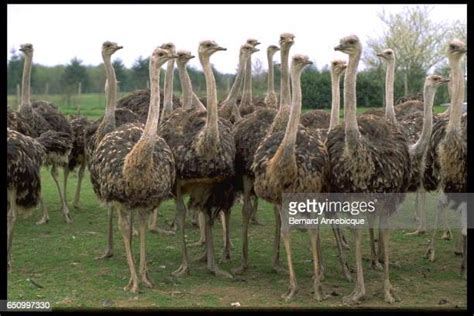 Ostrich Emu Photos And Premium High Res Pictures Getty Images