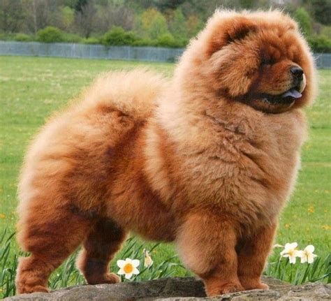 These Dogs Have The Best Hair Day Every Day Big Fluffy Dogs Fluffy