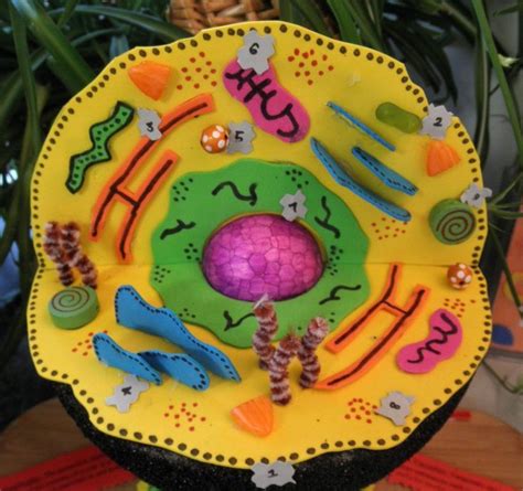 Today we made a {yummy} model of an animal cell. Animal cell | Plant and animal cells, Cell model project ...