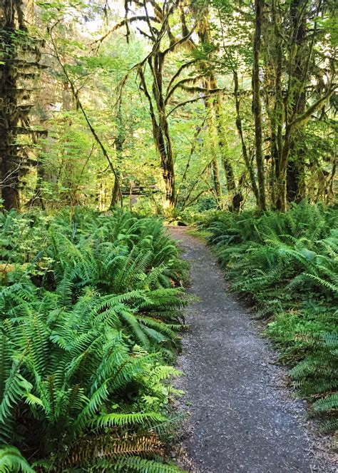 20 Photos To Inspire You To Visit Olympic National Park