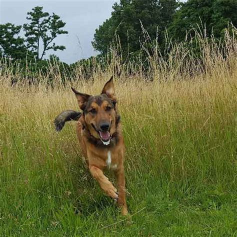 German shepherd border collie mix puppies can make loyal. German Shepherd Border Collie Mix- Shollie One of The Smartest Breeds