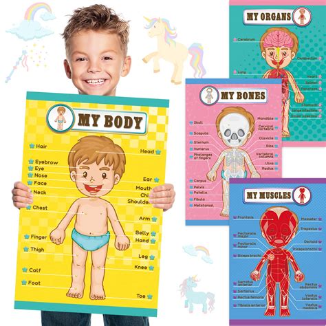 Buy Outus Human Body Educational Learning S Body Parts Wall Chart For