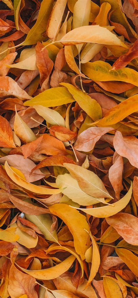 Leaves Wallpaper 4k Fall Foliage Brown Yellow Background 5k Nature